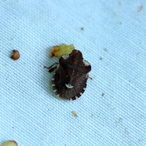 Dyroderes umbraculatus
